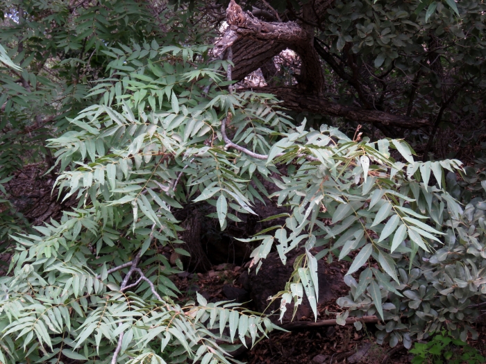 Juglans major image