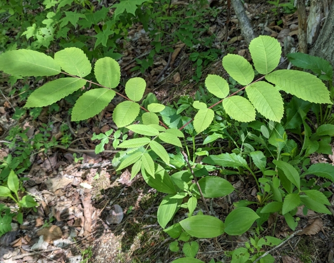 Juglans mandshurica image