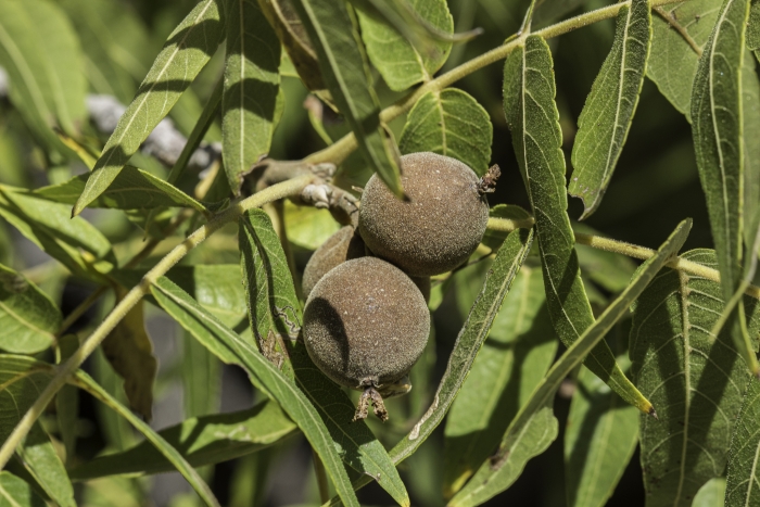 Juglans microcarpa image