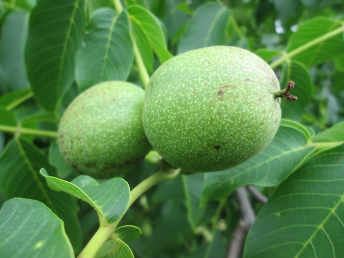 Juglans regia image