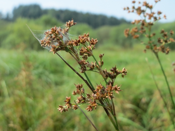 Juncus acutiflorus image