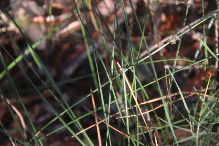 Juncus mexicanus image