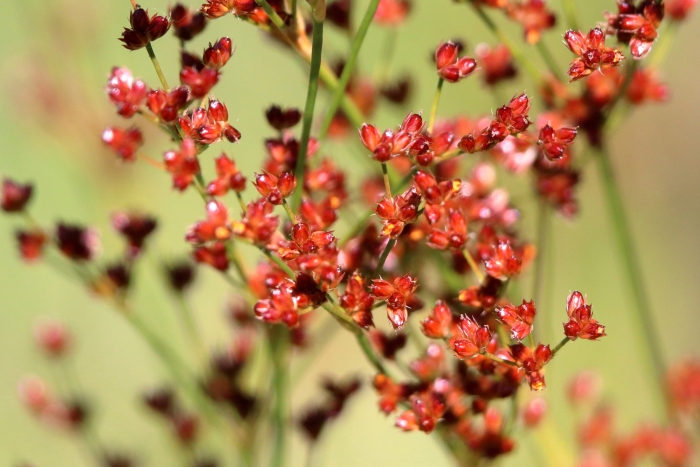 Juncus biflorus image