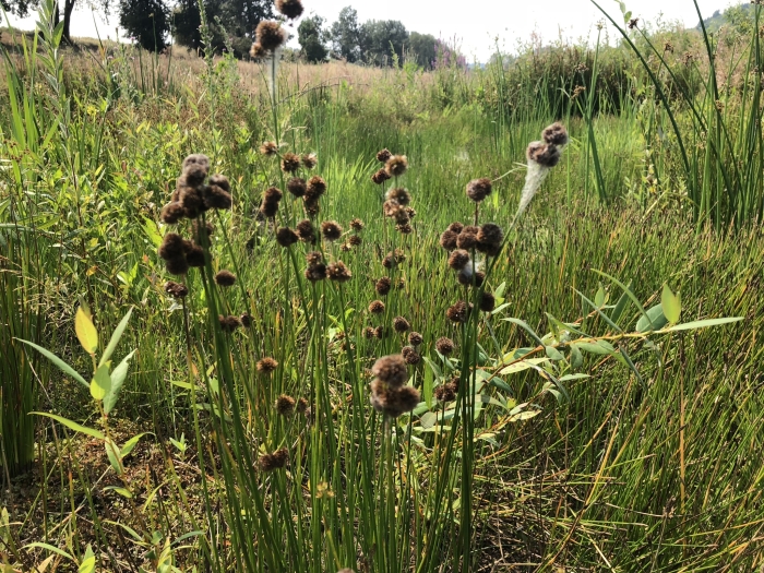 Juncus bolanderi image