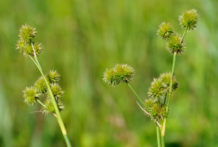 Juncus brachycarpus image