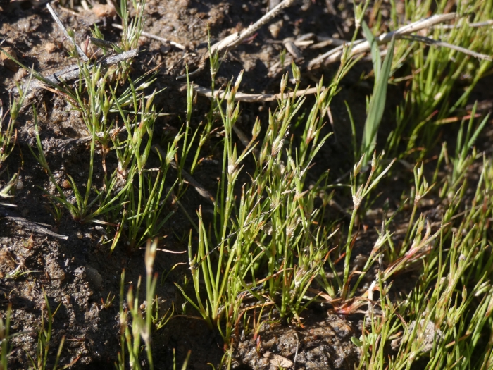 Juncus bufonius image