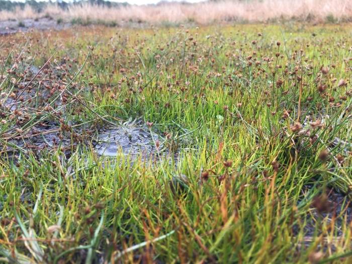 Juncus bulbosus image