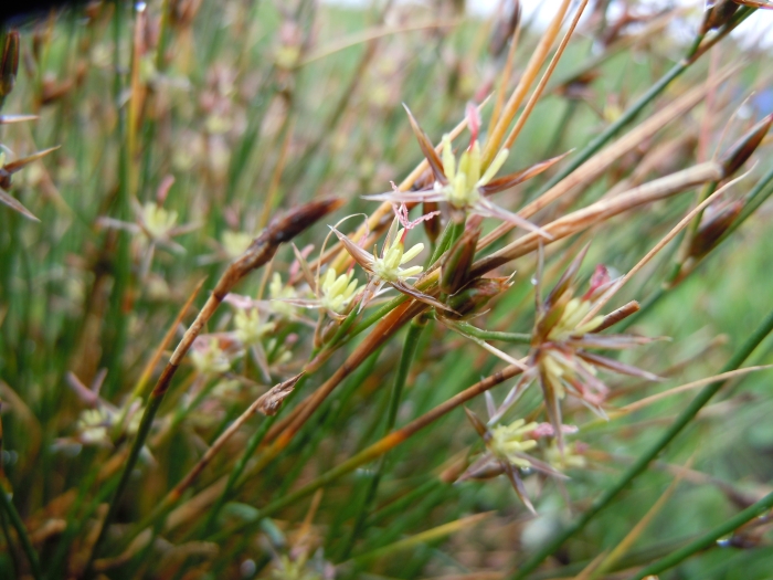 Juncus drummondii image