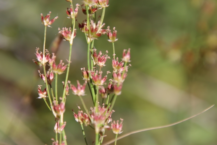 Juncus dubius image