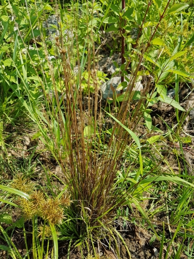 Juncus dudleyi image