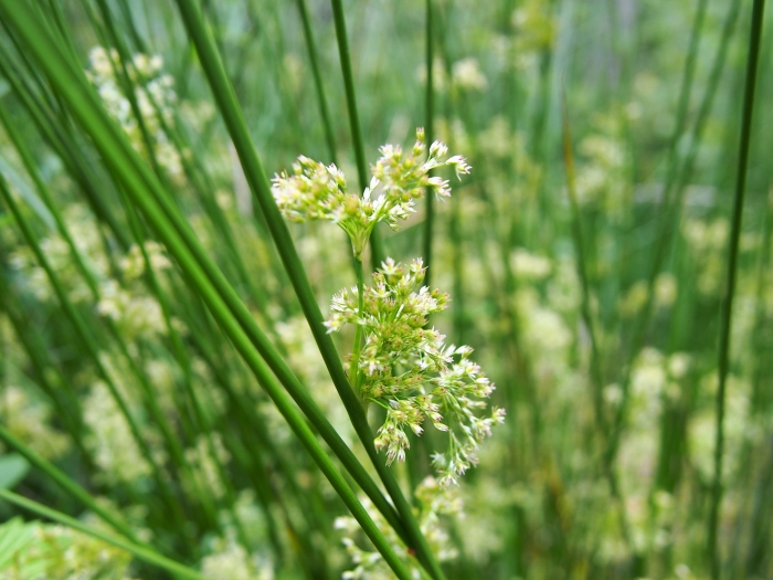 Juncus effusus image