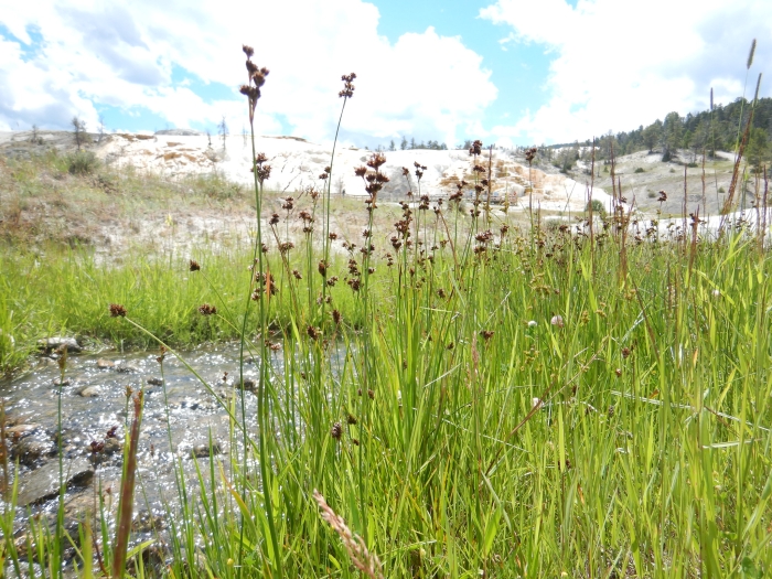 Juncus ensifolius image