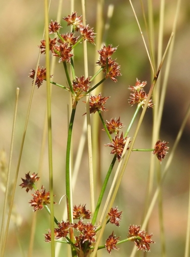Juncus fontanesii image