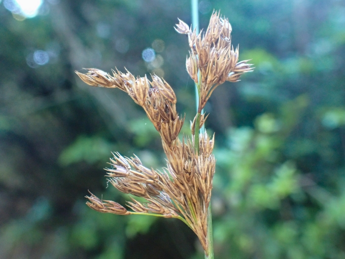 Juncus hesperius image
