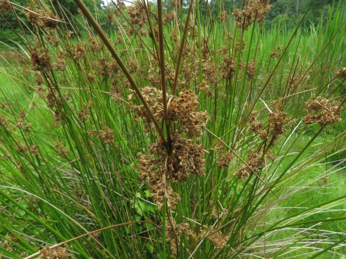 Juncus interior image
