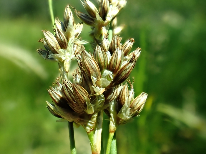 Juncus longistylis image