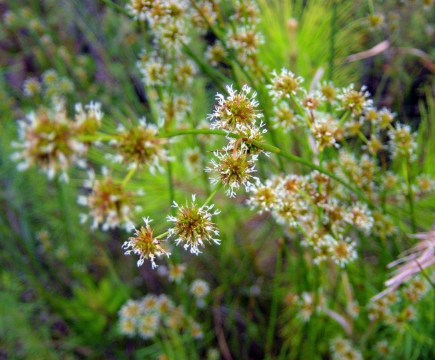 Juncus megacephalus image