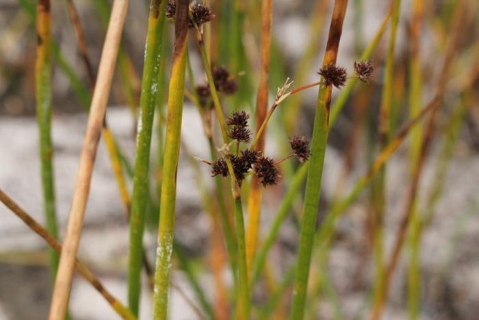 Juncus militaris image