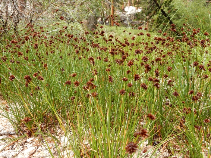 Juncus nevadensis image