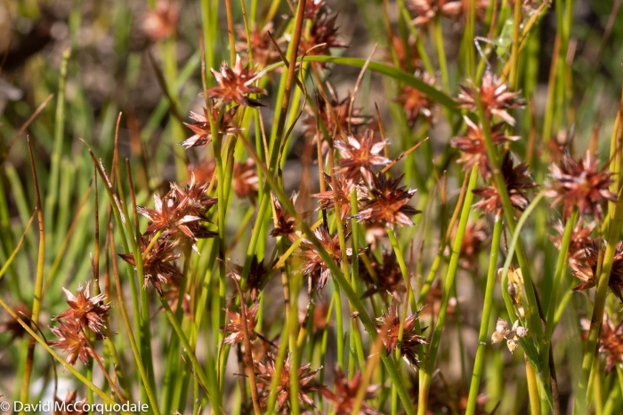 Juncus nodosus image