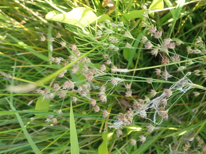 Juncus oxymeris image