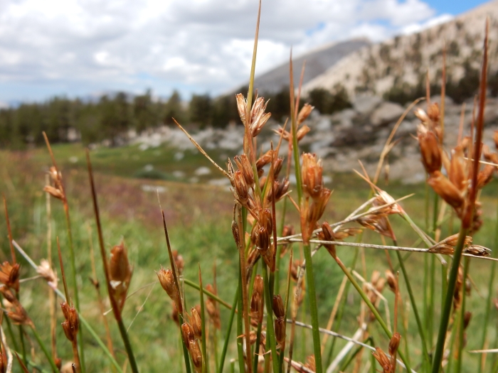 Juncus parryi image