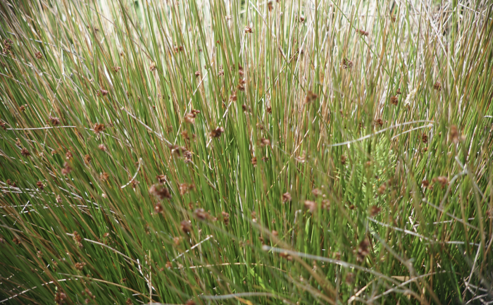 Juncus patens image