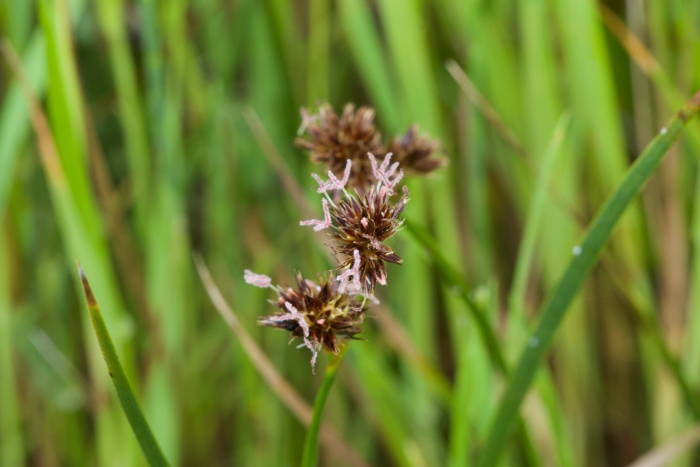 Juncus phaeocephalus image