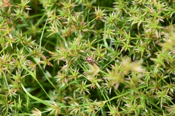 Juncus repens image