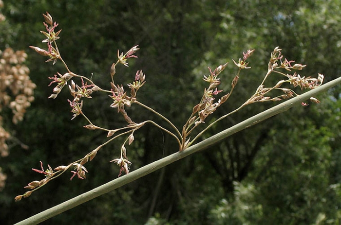 Juncus textilis image