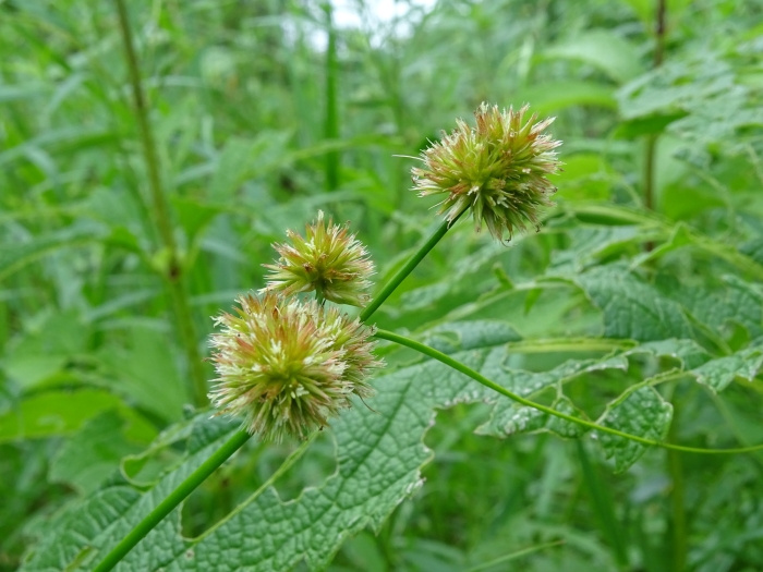 Juncus torreyi image
