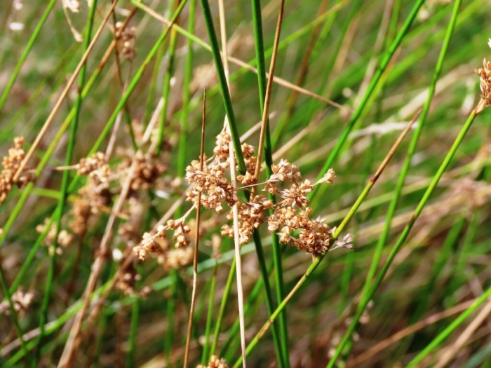 Juncus usitatus image