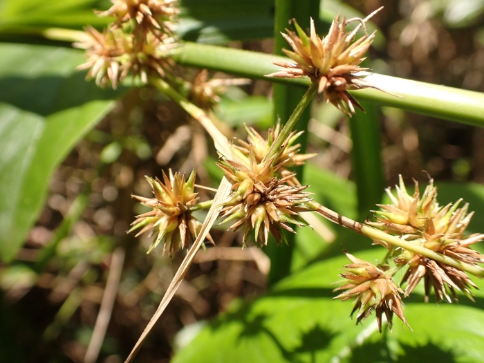 Juncus validus image