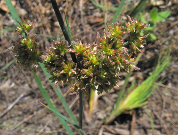 Juncus xiphioides image