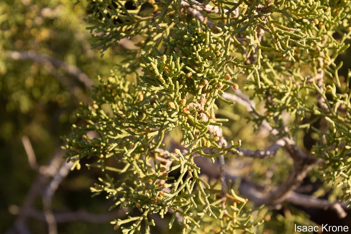 Juniperus californica image