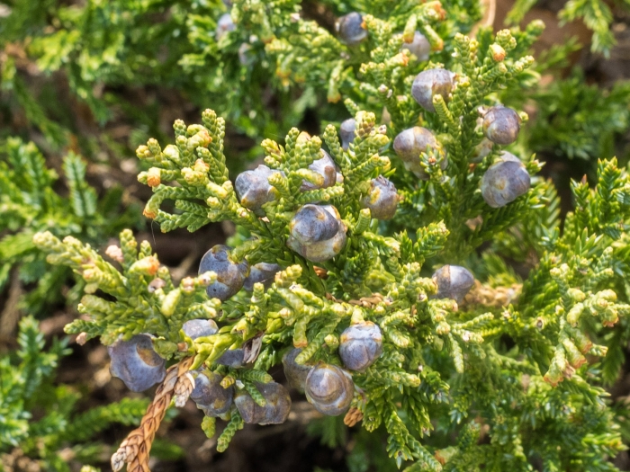 Juniperus chinensis var. sargentii image