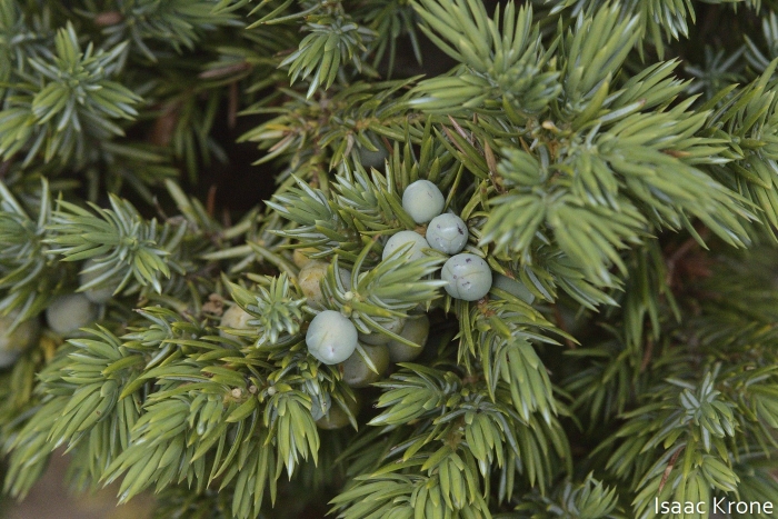 Juniperus communis var. depressa image
