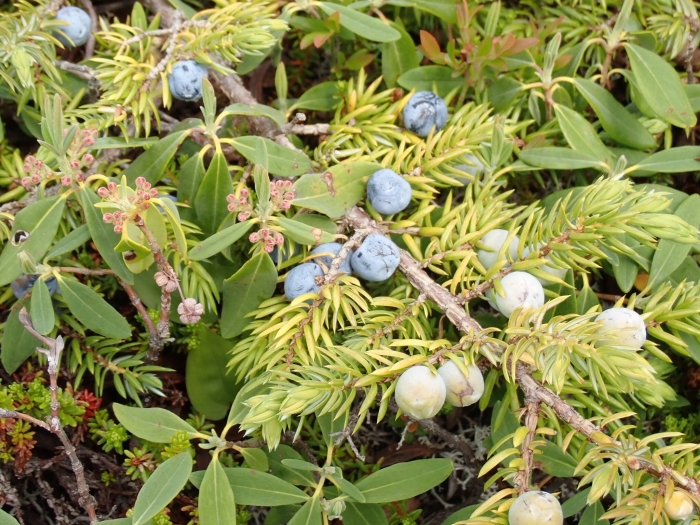 Juniperus communis subsp. nana image