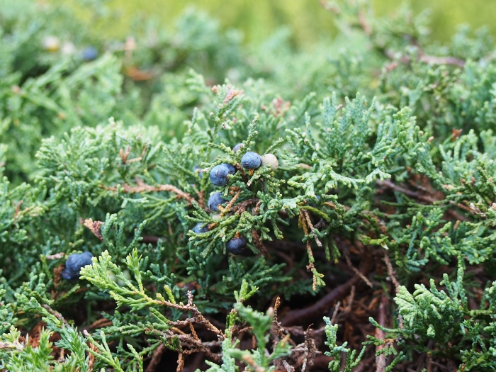 Juniperus horizontalis image