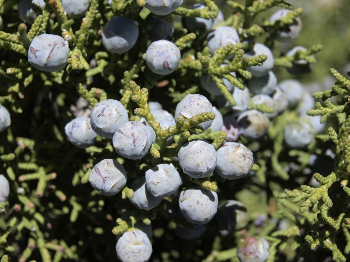 Juniperus monosperma image