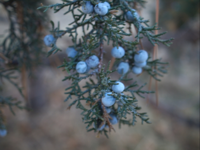 Juniperus occidentalis image
