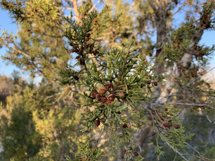 Juniperus pinchotii image