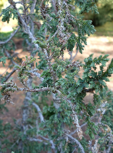 Juniperus pingii image