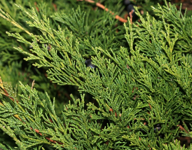 Juniperus sabina image