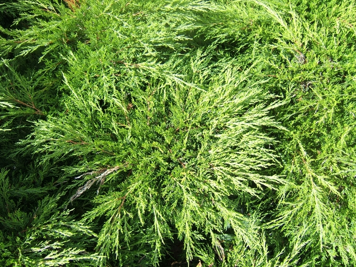 Juniperus davurica image