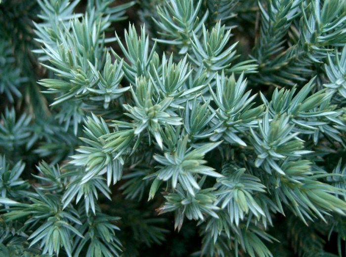 Juniperus squamata image