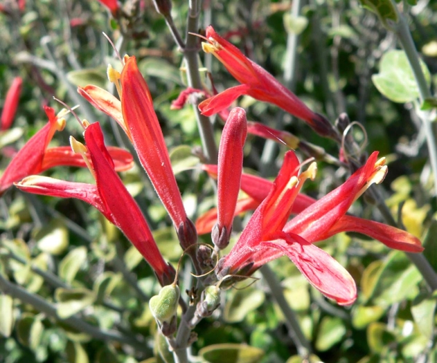 Justicia californica image