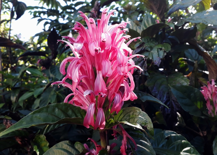 Justicia carnea image