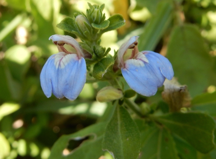 Justicia petiolaris image