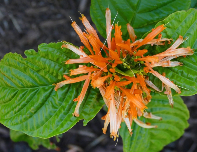 Justicia spicigera image